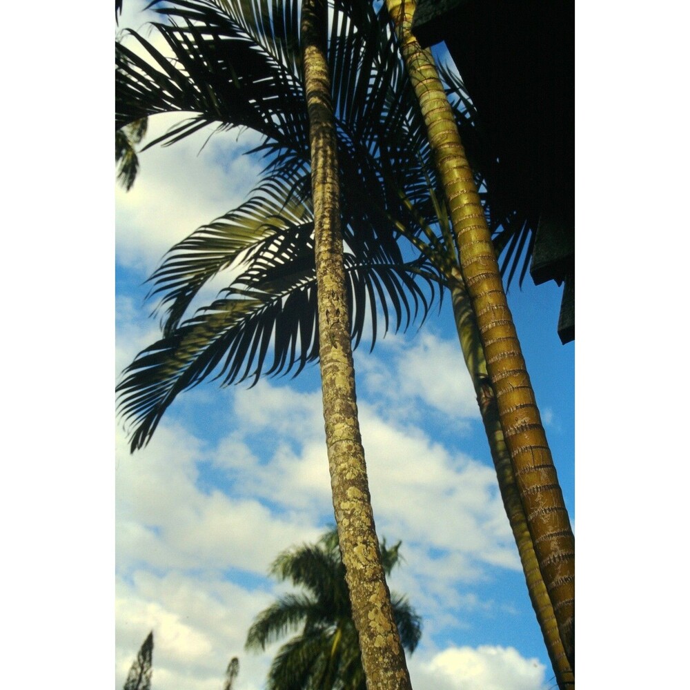 Original 1996 35mm Slide, "Palm Trees 2 ", Hawaii